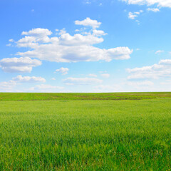 Green wheat field and blue sky.