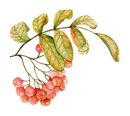 Watercolor rowan berries - 538173145