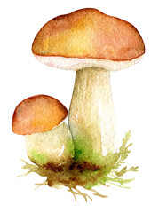 Watercolor mushroom - 538173159