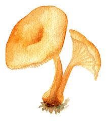 Watercolor mushroom - 538173188