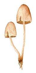 Watercolor mushroom - 538173198
