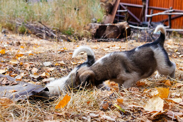 Fototapeta premium two cute little puppies are playing outside in autumn.
