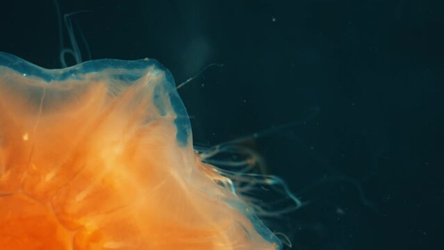 Detail of the micro-ribs of the marginal lobes of an adult jellyfish. Close-up of the tentacles and upper part of a large orange jellyfish. 4k slow motion video.