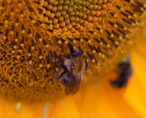 bumblebee