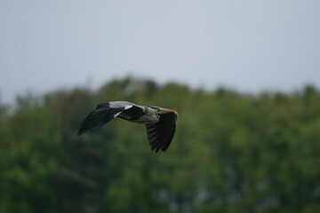 Majestic Grey Heron soaring the skies 