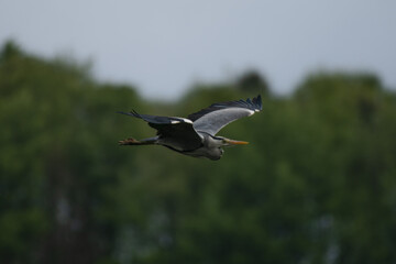 Majestic Grey Heron soaring the skies 
