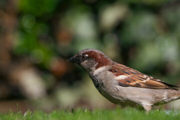 House Sparrow looking for seeds 