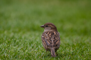 House Sparrow looking for seeds 