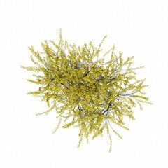 bush, top view, isolated on white background, 3D illustration, cg render