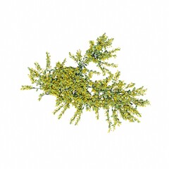 bush, top view, isolated on white background, 3D illustration, cg render
