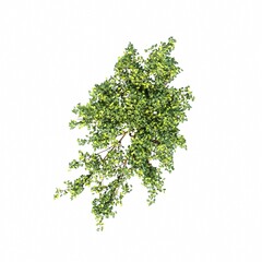 bush, top view, isolated on white background, 3D illustration, cg render