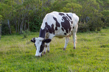 Vaca blanco y negro comiendo pasto 