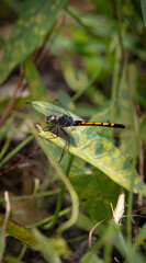 Dragonfly 5