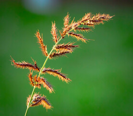 Grass 1