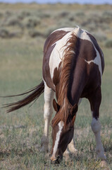 Beautiful Wild Horse in the Wyoming Desert in Summer