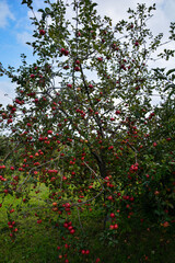 Fototapeta na wymiar Ripe red apples on a tree .