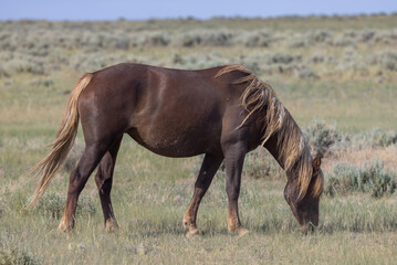 Beautiful Wild Horse in the Wyoming Desert in Summer