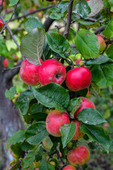 Ripe red apples on a tree .