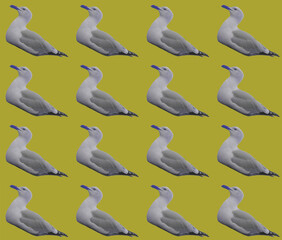 Seamless seagulls
