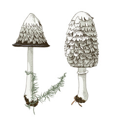Shaggy Mane Wild edible mushroom
