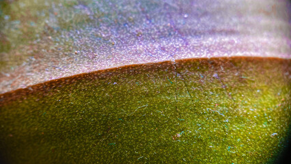 Close up of a Orchid leaf