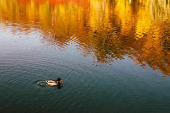 Duck swimming in the lake during sunny weather in autumn