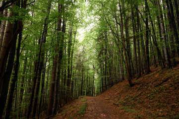Tall trees of the Carpathian forests, a nature reserve in the Carpathians.