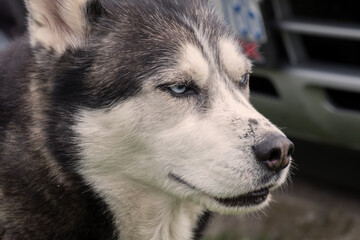 A blue-eyed family pet.