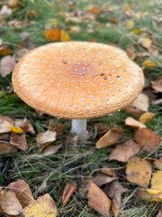 fly mushroom