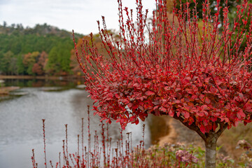 Fototapete bei efototapeten.de bestellen   