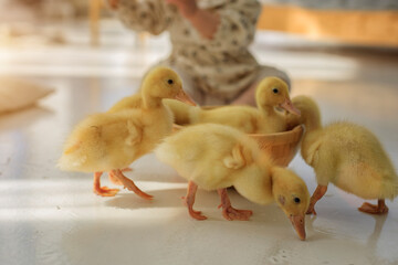 Ducklings on a white floor on a sunny day