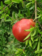 pomegranate on the tree, closeup