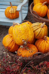 Basket with pumpkins, in the background a blue bench with a pumpkin