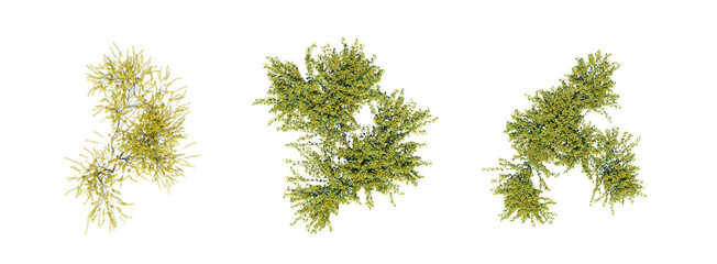 bush, top view, isolate on a transparent background, 3D illustration, cg render