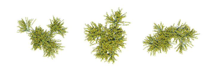 Obraz premium bush, top view, isolate on a transparent background, 3D illustration, cg render