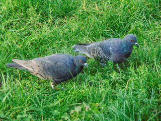 Obraz premium Two pigeons in the grass in Romania