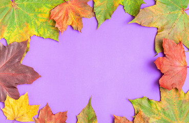 Naklejka na ściany i meble Frame with colorful maple leaves of yellow, orange, red and green on violet background, horizontal