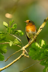 robin on a twig