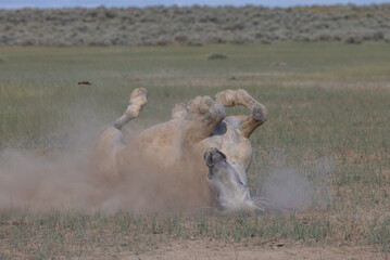 Beautiful Wild Horse in the Wyoming Desert in Summer