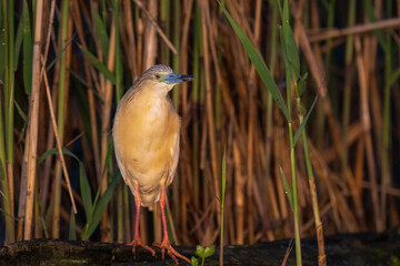 Squacco heron (Ardeola ralloides) in the swamp