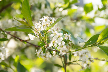 early spring in the garden cherry branch with flowers