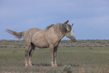 Beautiful Wild Horse in the Wyoming Desert in Summer
