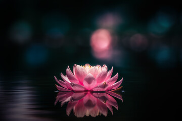 Pink lotus flower or water lily reflecting in water dark background