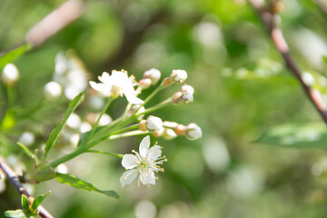 early spring in the garden cherry branch with flowers