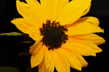 Close up on Yellow-orange Sunflower on dark background.