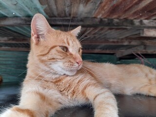 portrait of a cat