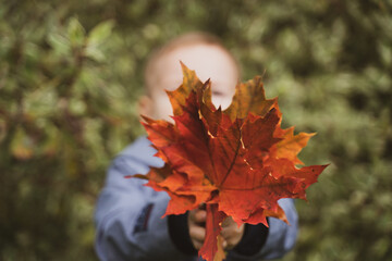 Autumn child portrait In fall yellow and red leaves. Little boy playing in autumn day. Beautiful kid in park outdoor, Autumn and childchood concept
