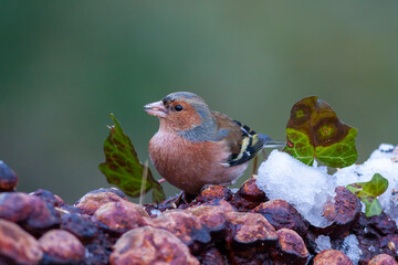 little cute bird for your snows, İspinoz,Common Chaffinch, Fringilla coelebs