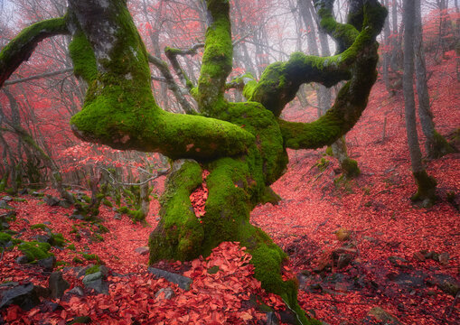 Haya con musgo verde verde y hojas rojas en un paisaje oto&ntilde;al con niebla en el bosque del hayedo de la Pedrosa, Riaza,Segovia, Castilla y Leon, Espa&ntilde;a.
