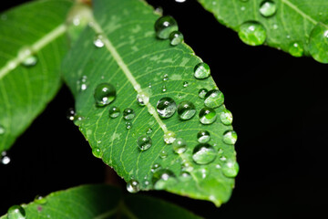 Close up on green leaf with rain drops on dark background.